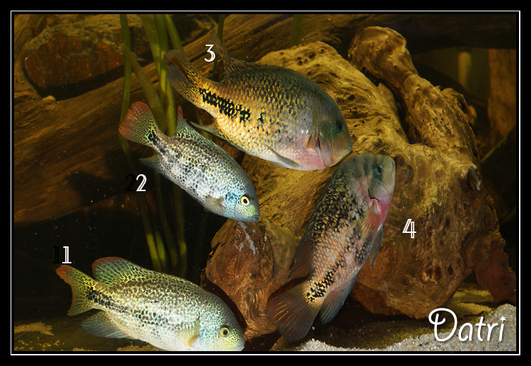 http://electra67.free.fr/1300%20litres/d%e9tail%20groupe.jpg